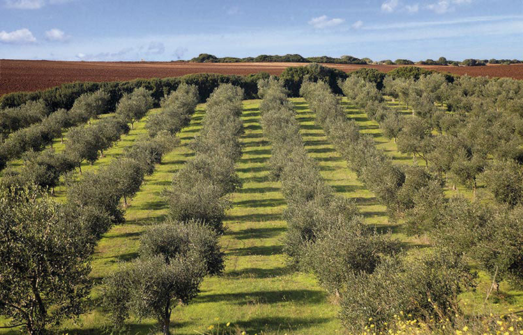 Amedeo Cherchi Olive Oil from Sardinia